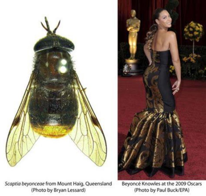 Irreplaceable fly described from Australia » Biodiversity in Focus Blog