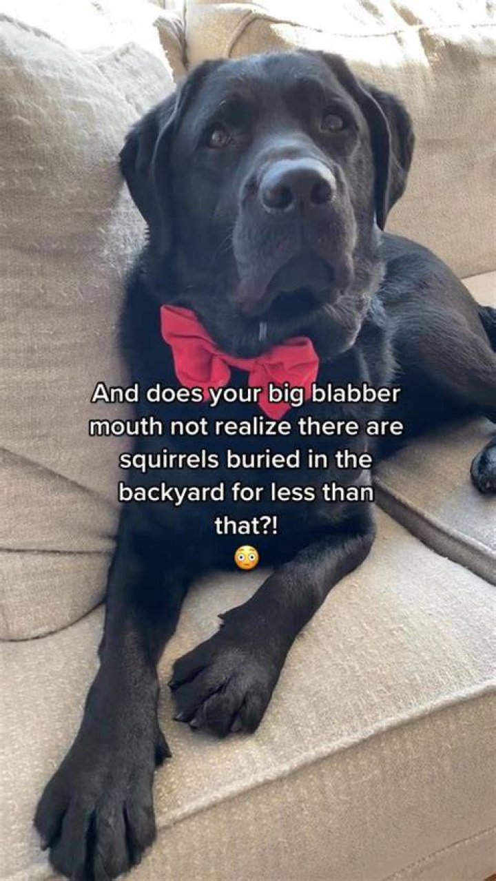 King Clarence the Labrador Retriever compares his MOTHER to JEFFREY