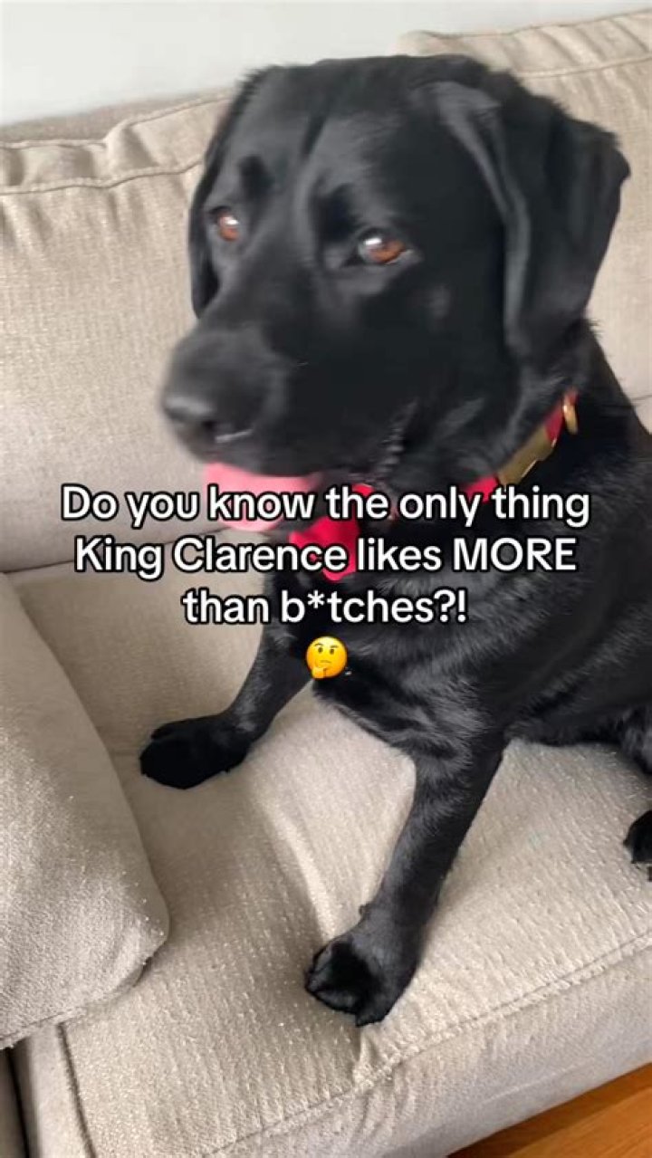 King Clarence the talking Labrador was put on house arrest?!?! 😳 YouTube