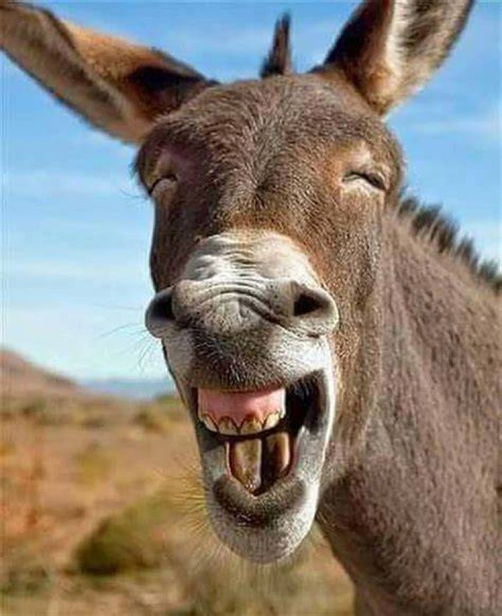 Laughing Donkey Animals, Fun, Laugh