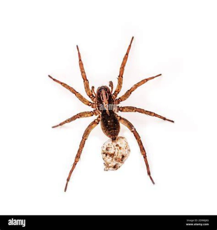 Original pregnant spider on white isolated background Stock Photo Alamy
