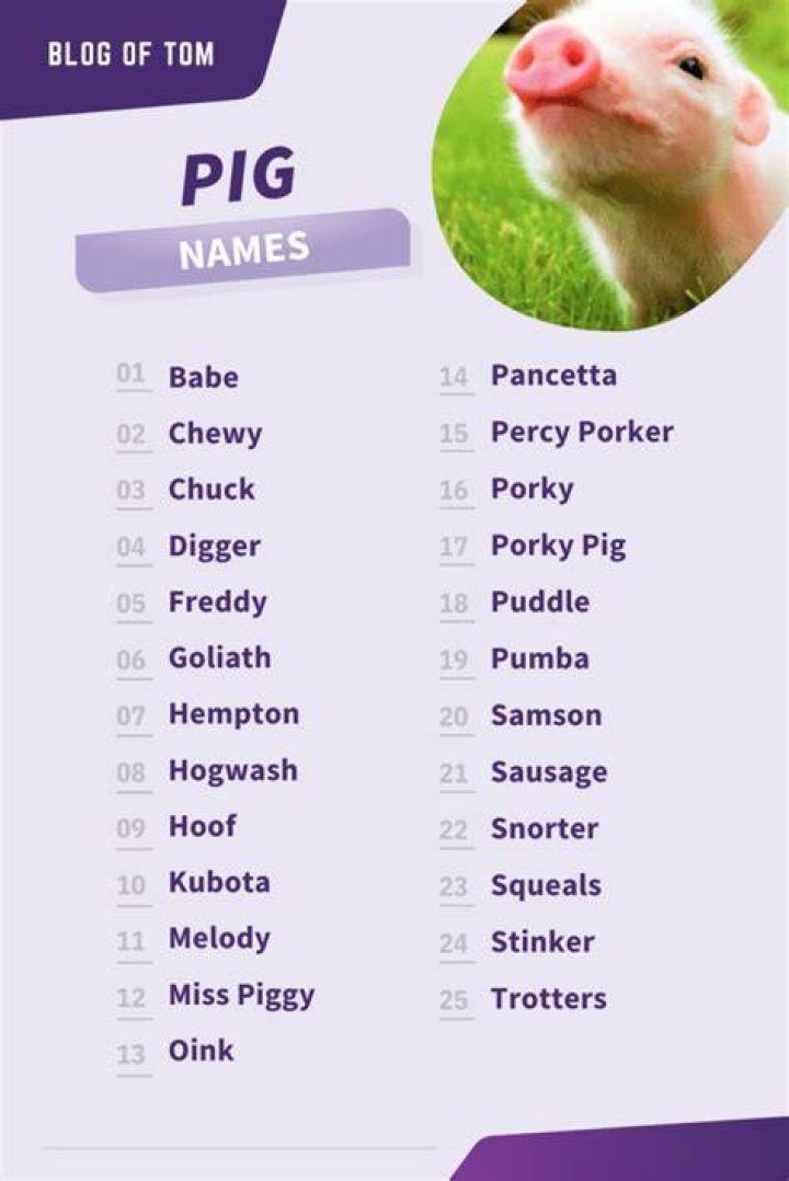Pig Names Over 350 Great Ideas For Your Pet Pigs