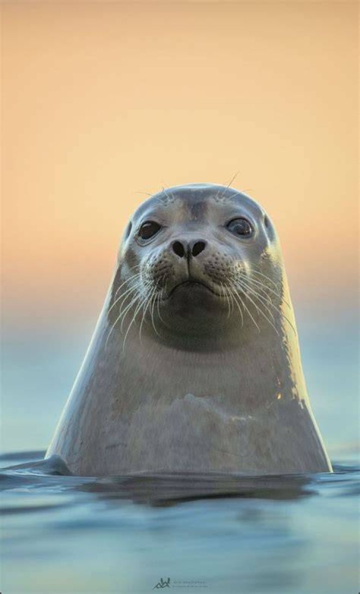 Pin by michèle on SEAL♡♡♡ Seal singer, Soul music, R&b soul music