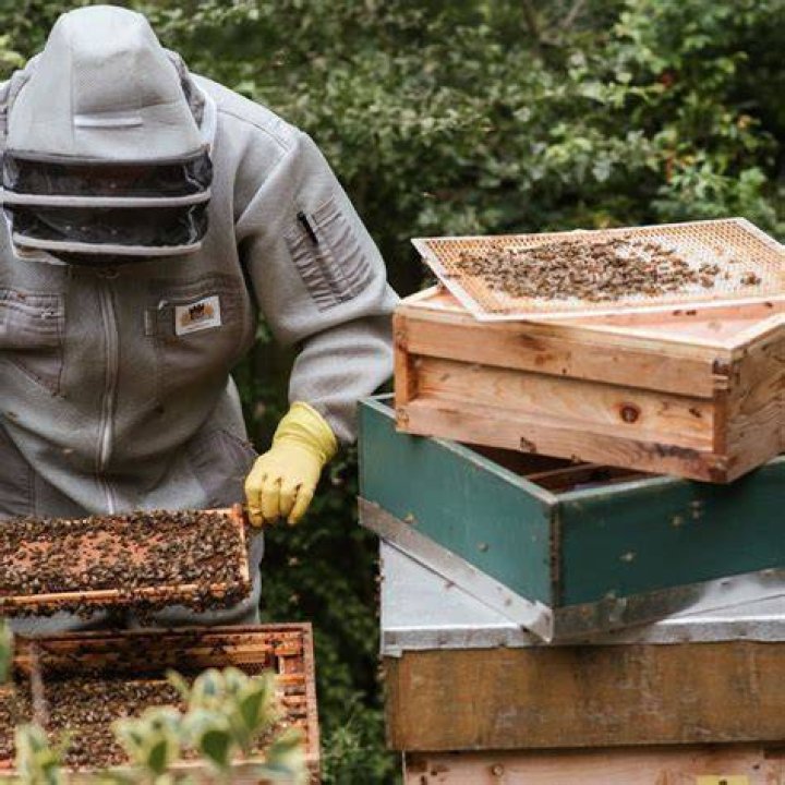 Pin on Beekeeping Пчелы