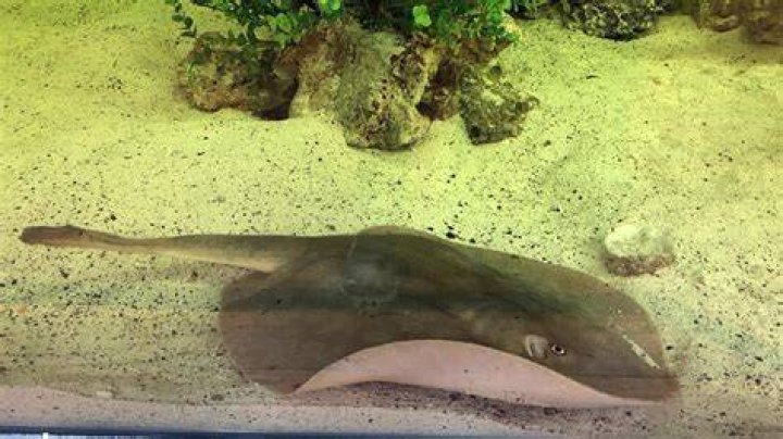 Pregnant stingray updates &mdash; Charlotte is not having 'shark babies