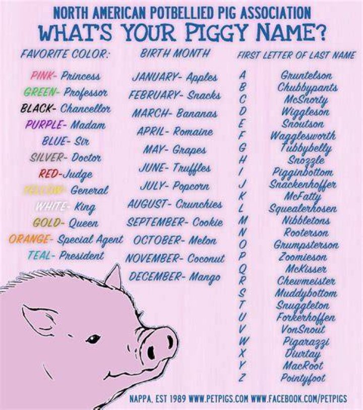 Quirky And Unique Names For Your Precious Piggy