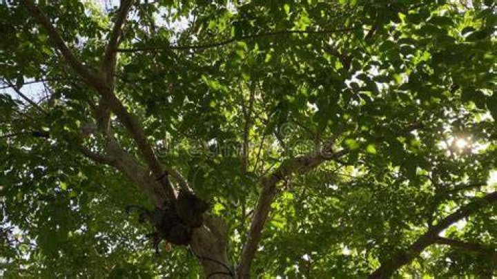 Relax Under Tree Branches at Banyan Bar + Refuge, Open Now Eater Boston