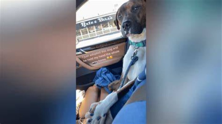 Rescue dog holds new owners hand in viral TikTok