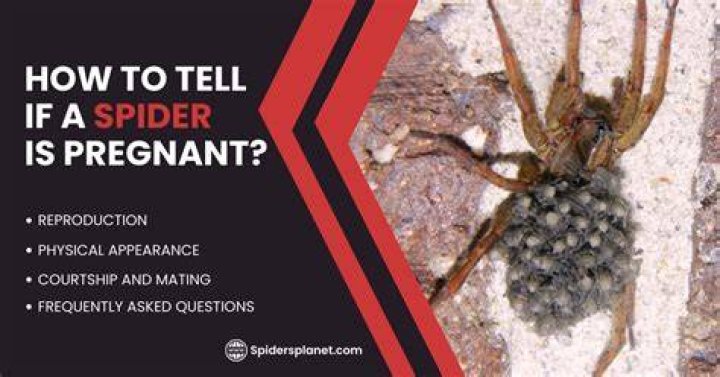 Say Goodbye To Unwelcome Guests: Dealing With Pregnant Spiders In Your Home