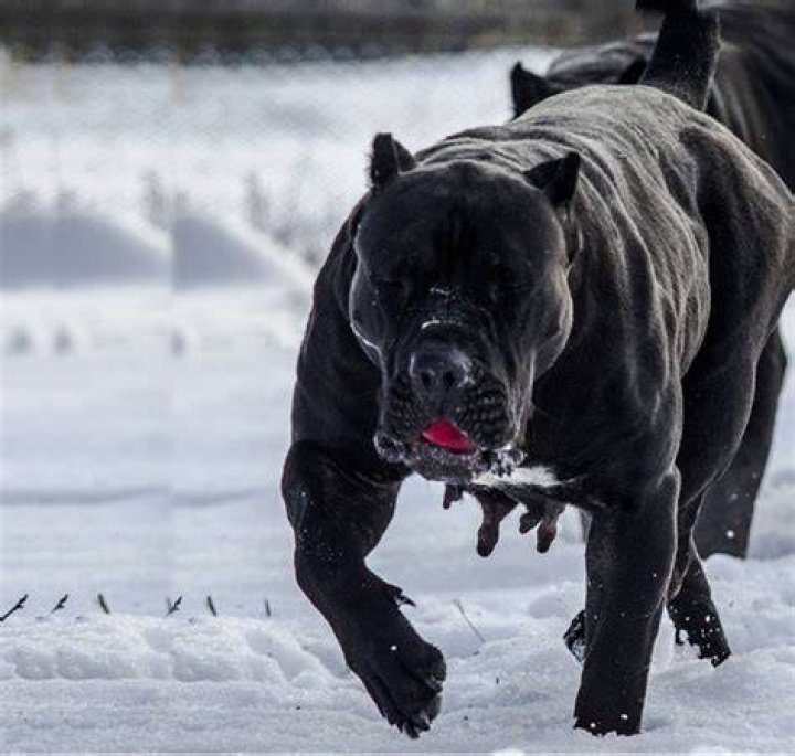 Scary Looking Dog Breeds