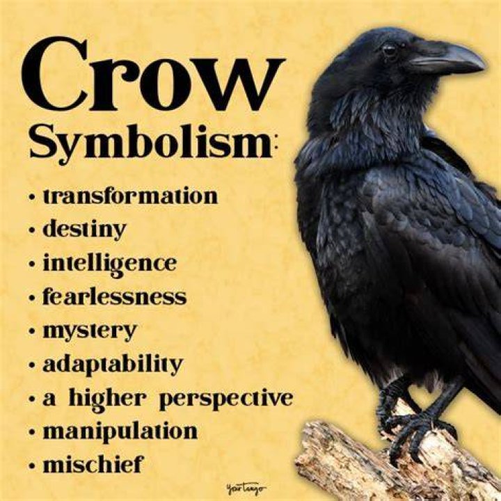 Seeing Black Crows Spiritual Meaning