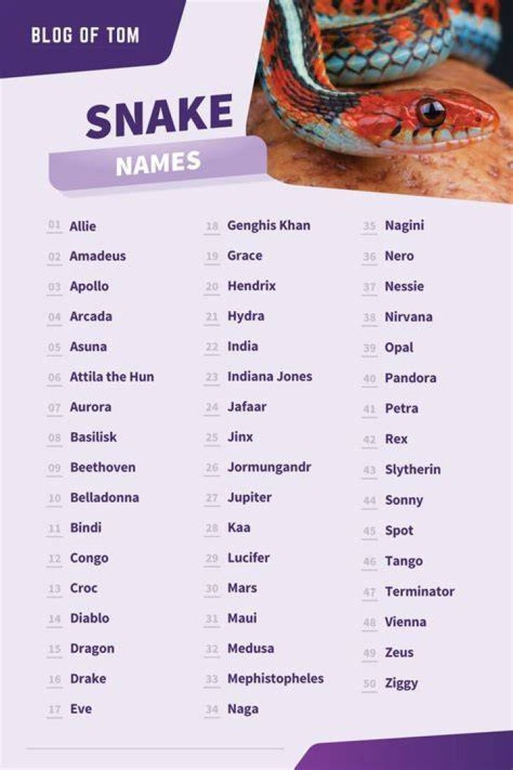 Snake Names (Cute, Cool & Funny Male & Female Ideas) Snake names, Pet