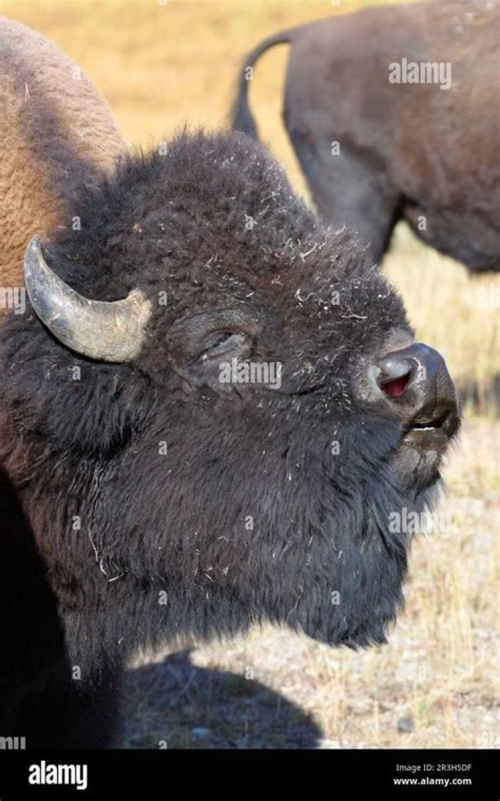 sniffing bison