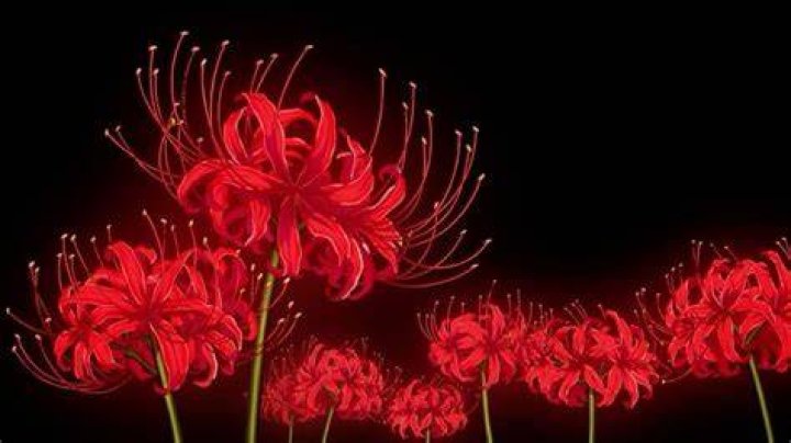 Spider Lily Flower Variety Flower and Plant Poems