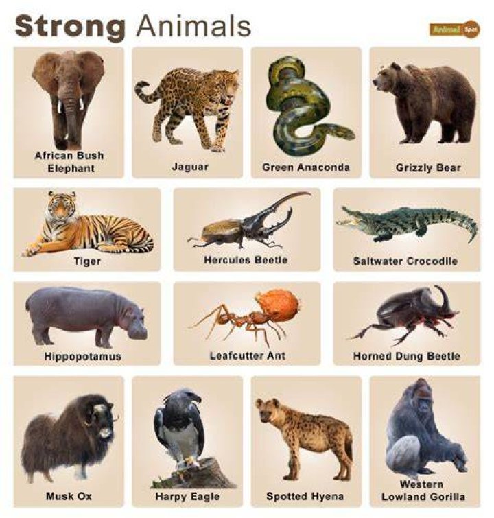Strongest Animals In The World 15 Strongest By Power & Bite