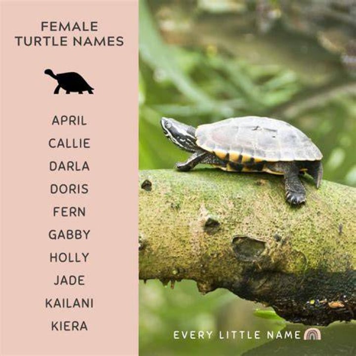 Stunning Female Turtle Names: A Comprehensive Guide