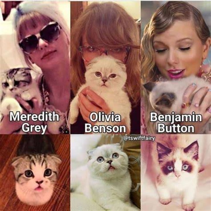 Taylor Swift cats&rsquo; names How many cats does T Swift have? What breed
