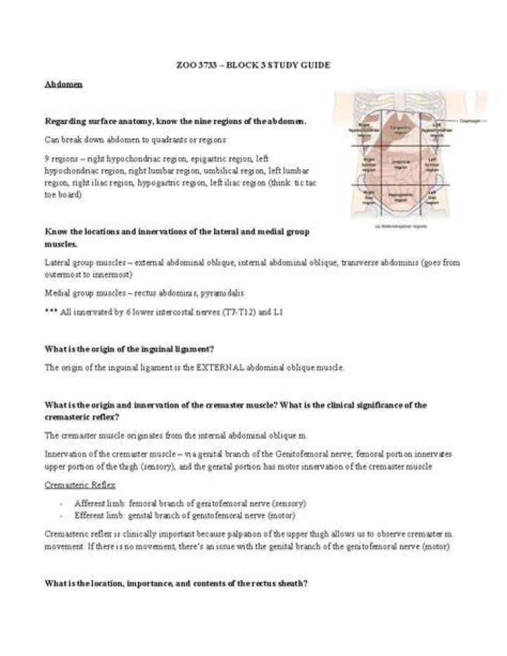 The Essential Guide To The Laminated Yamal Muscle: Functions, Anatomy, And Clinical Significance