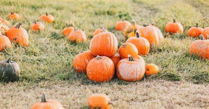 The Eye-Opening Earnings Of Pumpkin Per Episode In 2023