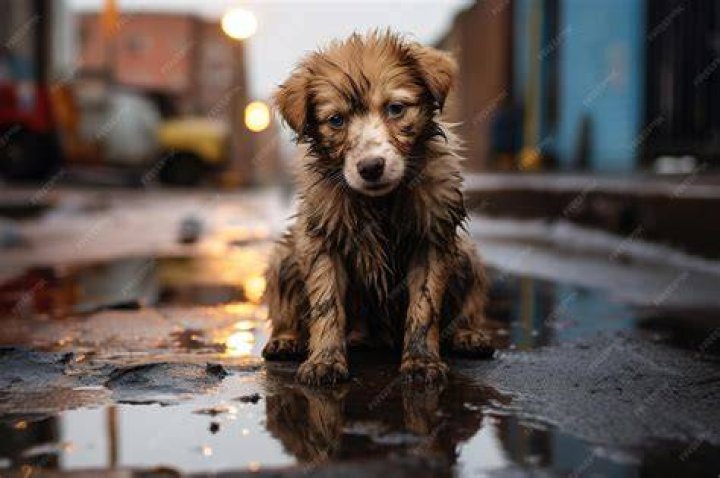 The homeless dog who loves holding hands YouTube