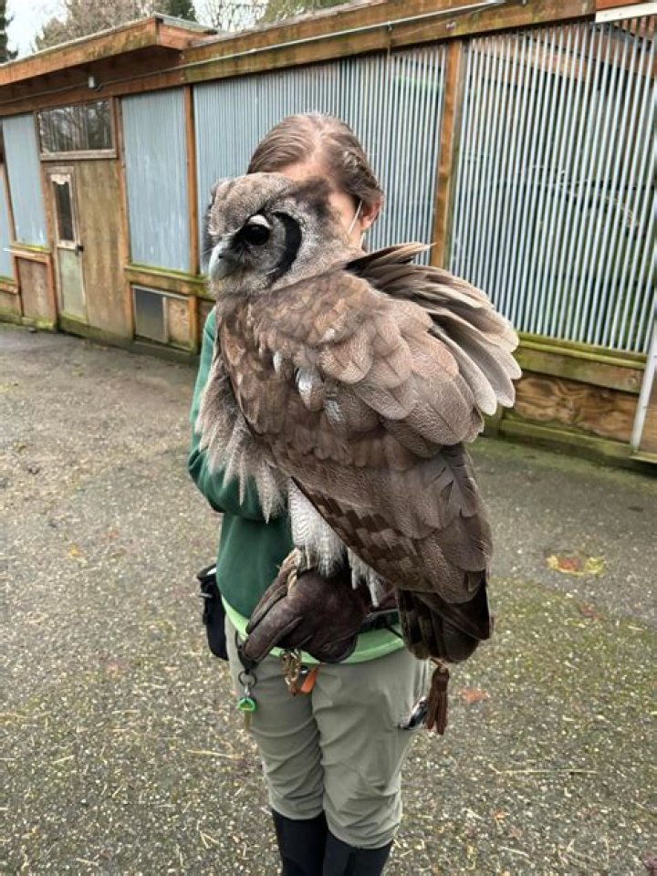 The Majestic Giant: Unveiling The World's Largest Owl
