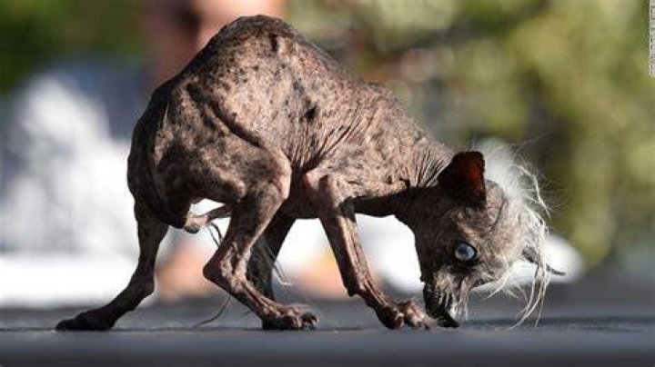 The Most Hideous Hound: Meet The World's Ugliest Dog
