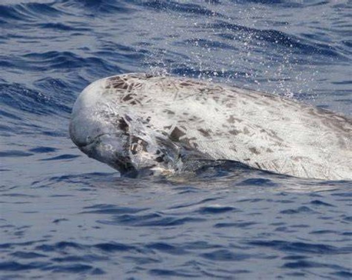 The Mysterious Disappearance Of The Biford Dolphins: A Haunting Tale