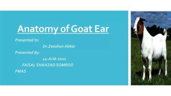 The Ultimate Guide To Goat Ears: Anatomy, Health, And More