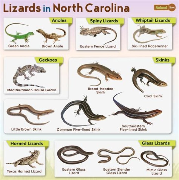 The Ultimate Guide To Lizards In South Carolina: Species, Habitats, And More