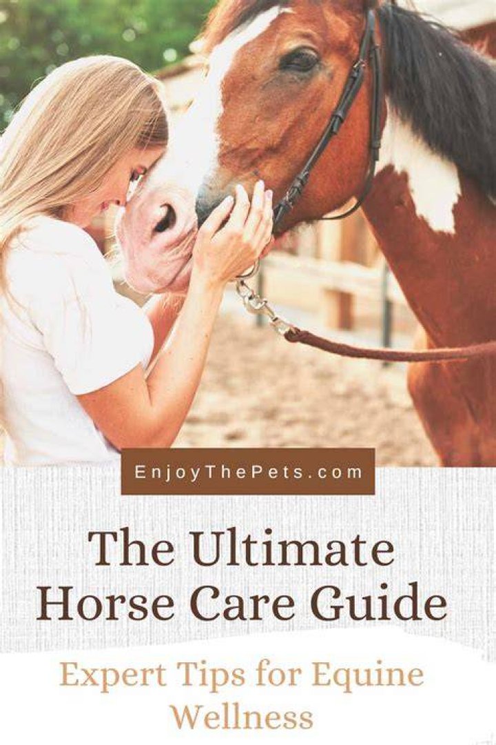 The Ultimate Sarah Horse Juan Guide: Empowering Equine Admirers