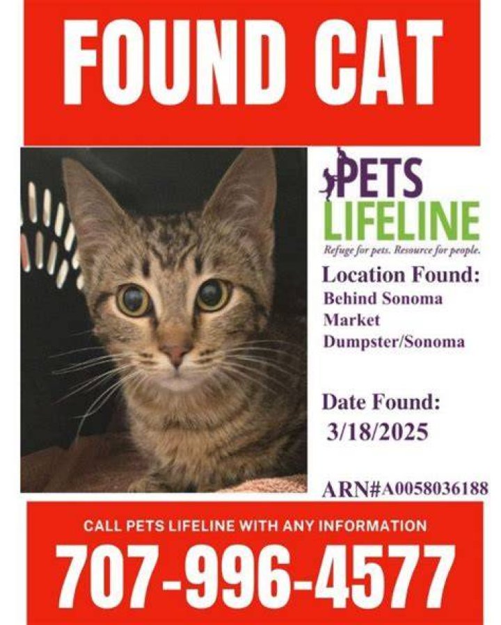 Toledo's Lifeline: Lost And Found Pets