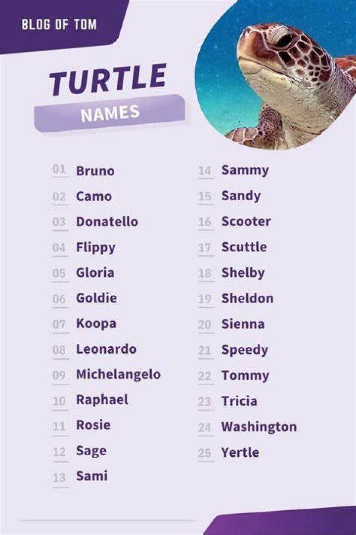 Top Girl Turtle Names For Your Adorable Pet