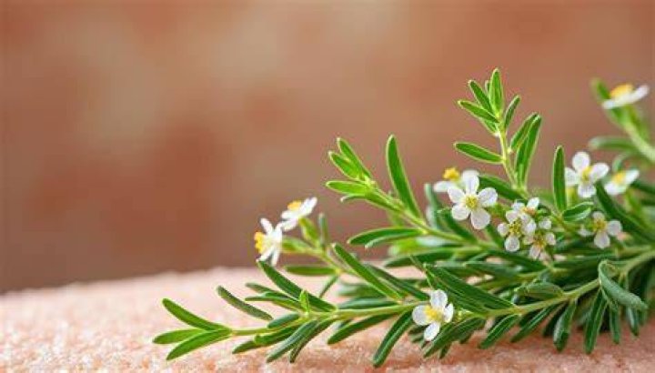 Top Secrets Of The Wives Plant: Uncover The Healing Power