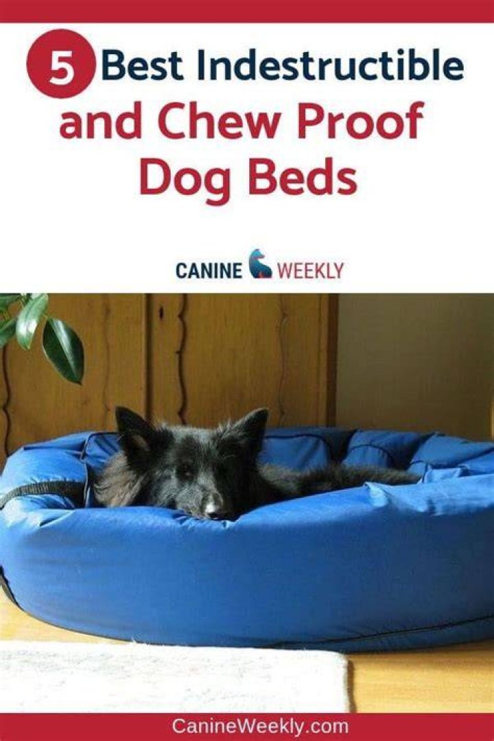 Ultimate Guide: Indestructible Dog Beds For Power Chewers