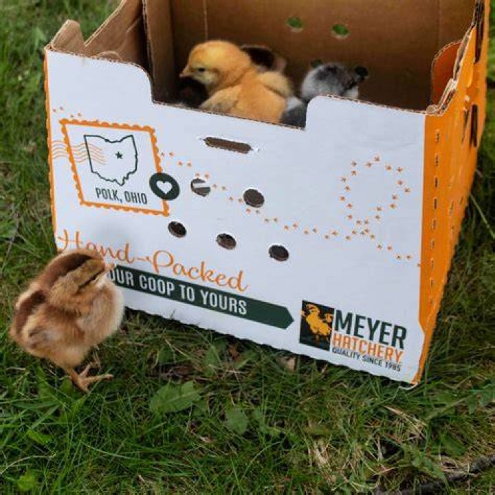 Uncover Poultry Success Secrets With Meyer's Hatchery