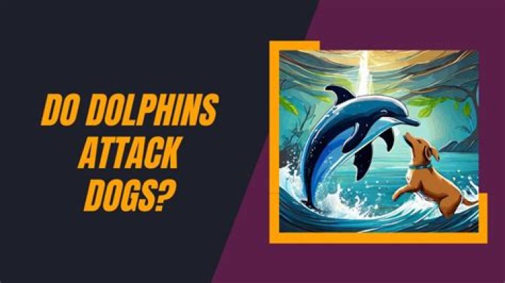 Uncovering The Truth: Are Dolphins Really Mean?