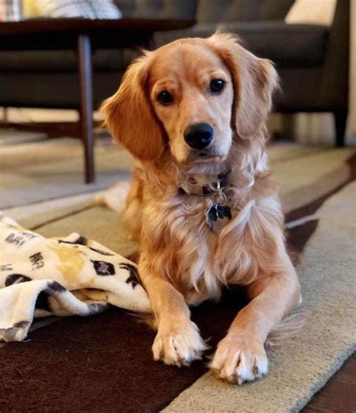 Unleash The Secrets Of The English Cocker Spaniel Golden Retriever Mix