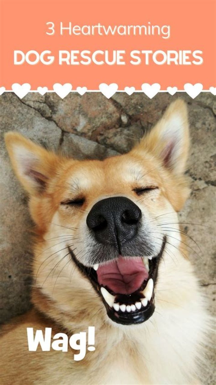 Unlock The Secrets: Rescue Dogs' Heartwarming Gesture