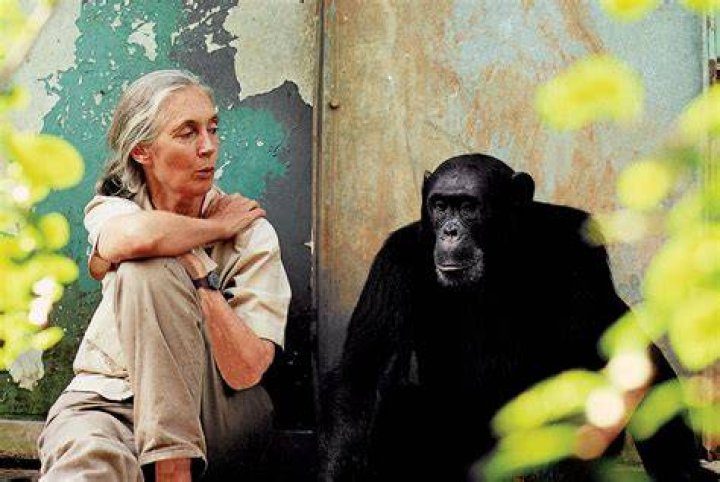 Unveiling Jane Goodall's Height And Its Impact