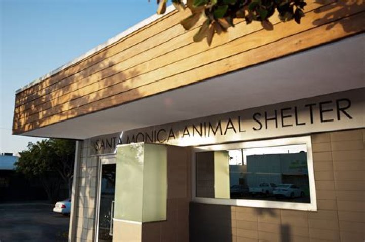 Unveiling The Heart Of Santa Monica Animal Shelter: Discoveries And Insights