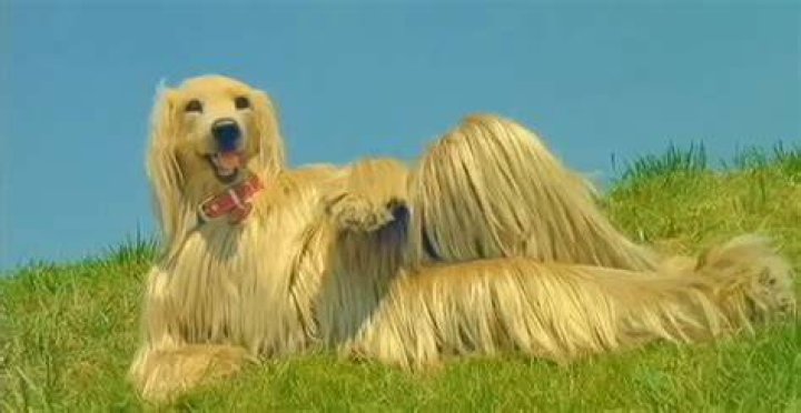 Unveiling The Timeless Allure Of "Panchi The Terror Dog Story"