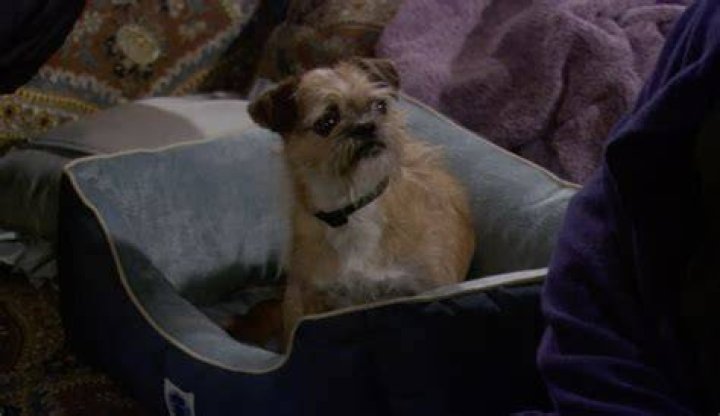 Unveiling The Truth: The Fate Of Mike And Molly's Beloved Dog