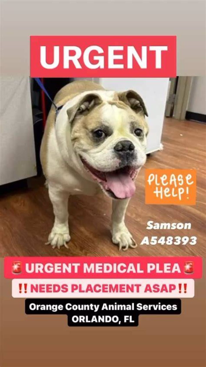Urgent Plea: Desperation Unleashed In "Please Please Please"