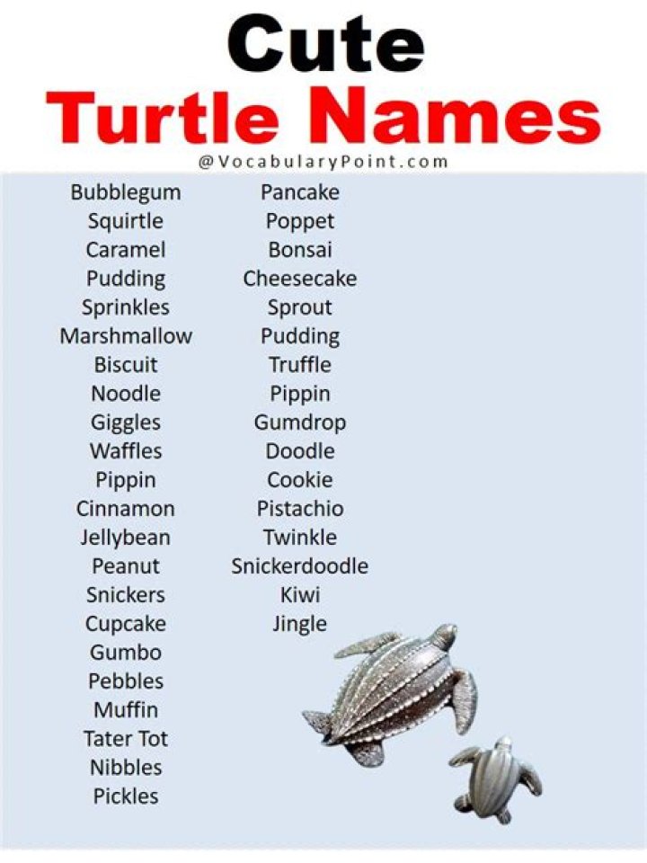 Whats A Good Name For A Turtle