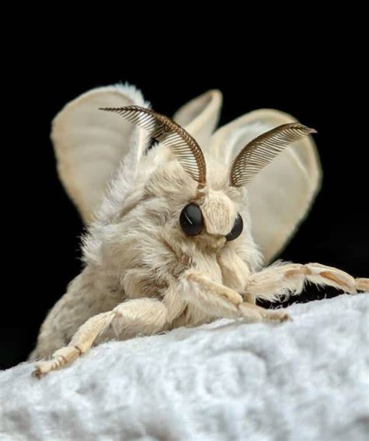 Who&rsquo;s Poodle Moth on The Masked Singer? She Played a Singer on This