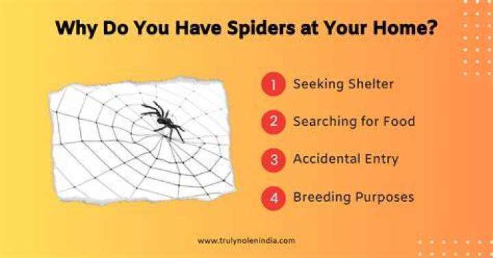 Why Are Spiders Drawn To You?