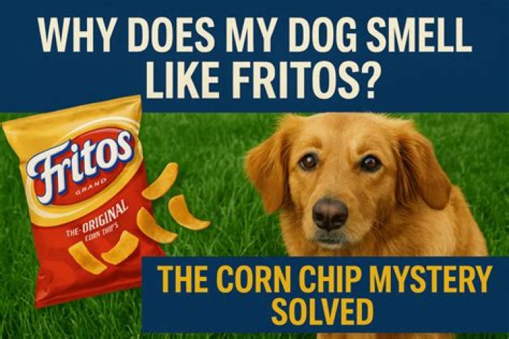 Why Does My Dog Smell Unbearably Like Fritos: An Odorous Mystery Unraveled