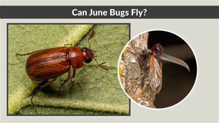 Why June Bugs Can't Fly: Unraveling The Celebrity Connection
