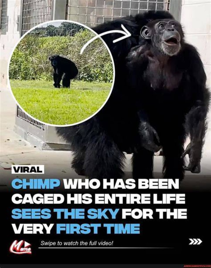 Witness The Sky's Embrace: Baby Chimpanzee's First Encounter