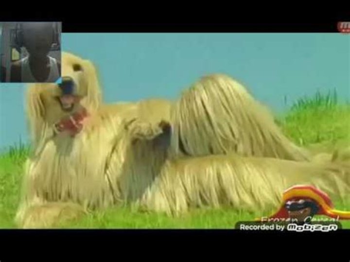 YTP Panchi Dog Wipes His Ass on a Garage Door and Dies as a Result